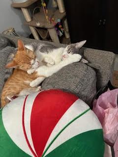 jacob, Adoptable, Young Male Tabby.