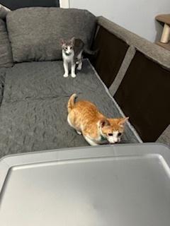 Enlarge jacob, a Adoptable Tabby in Pinole, CA image 2/6