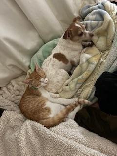 Enlarge jacob, a Adoptable Tabby in Pinole, CA image 4/6