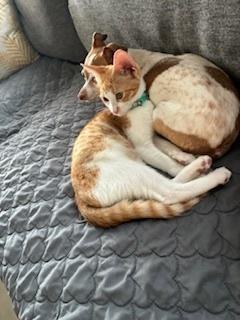 Enlarge jacob, a Adoptable Tabby in Pinole, CA image 5/6