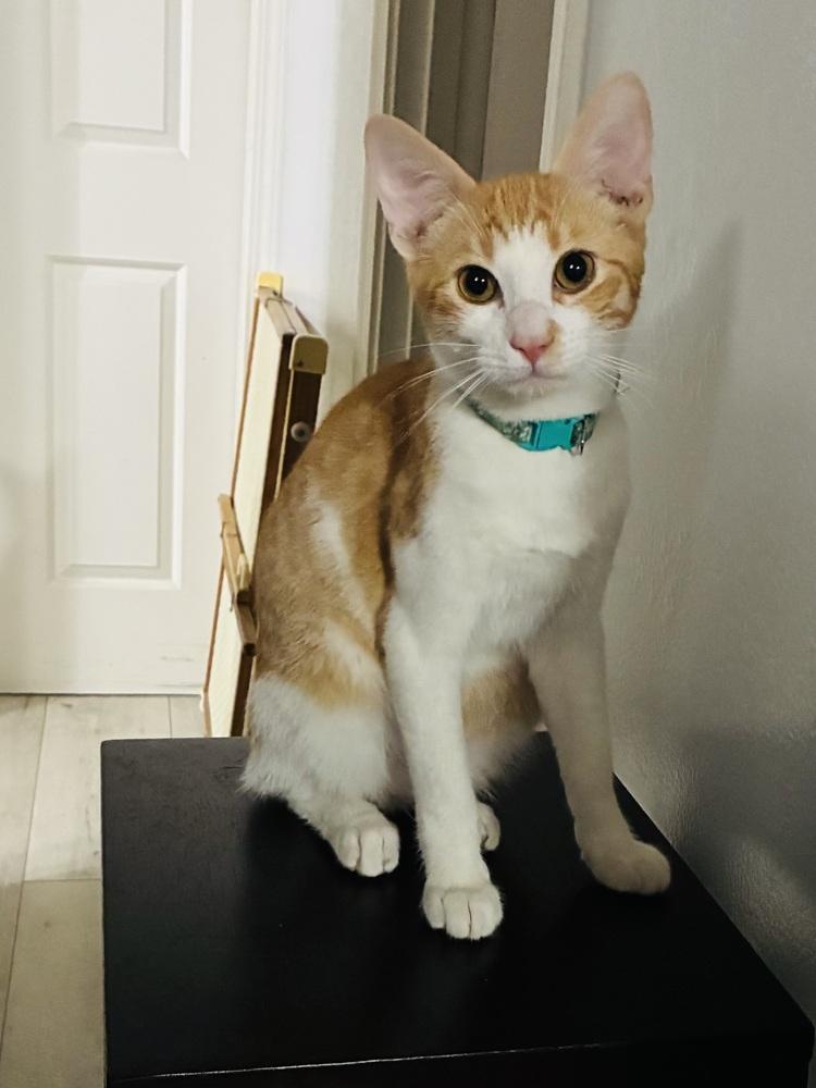 jacob, Adoptable, Young Male Tabby.