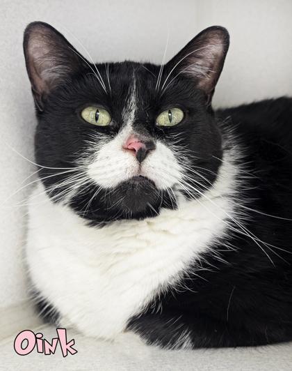 Oink (offsite @ Joeys in Williamston)), a Adoptable mixed breed in Mason, MI image 2/2