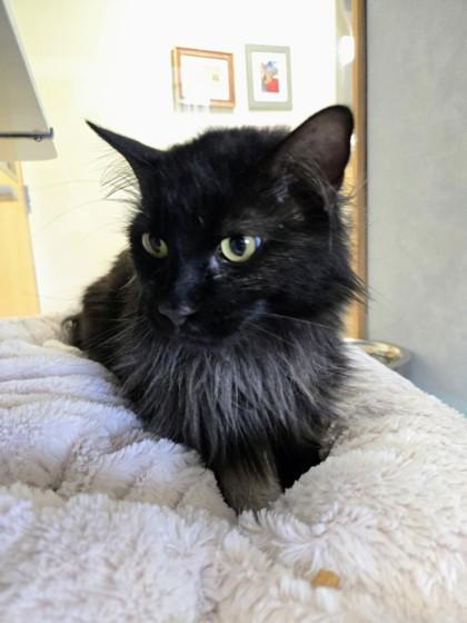 Jupiter, an adopted Domestic Long Hair in Eagle, CO image 1/3
