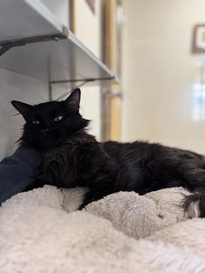 Jupiter, an adopted Domestic Long Hair in Eagle, CO image 3/3