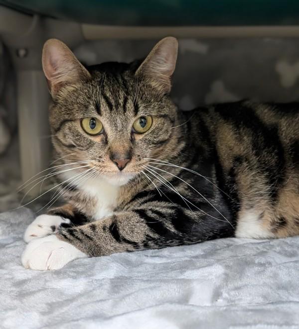 Pumpernickel, Adoptable, Adult Female Domestic Short Hair.