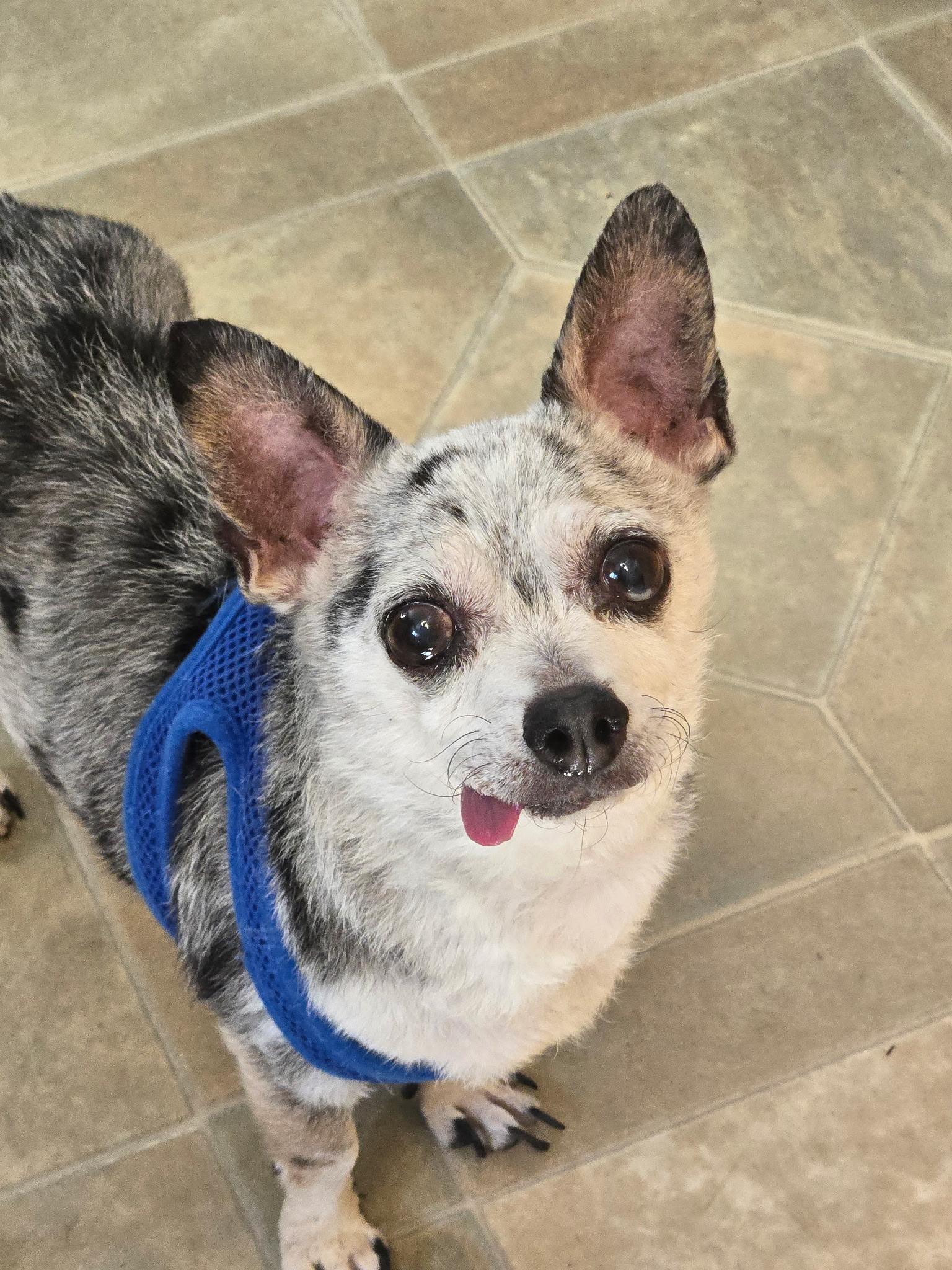 Enlarge Handsome Artie, a Adoptable mixed breed in Stamford, CT image 4/5