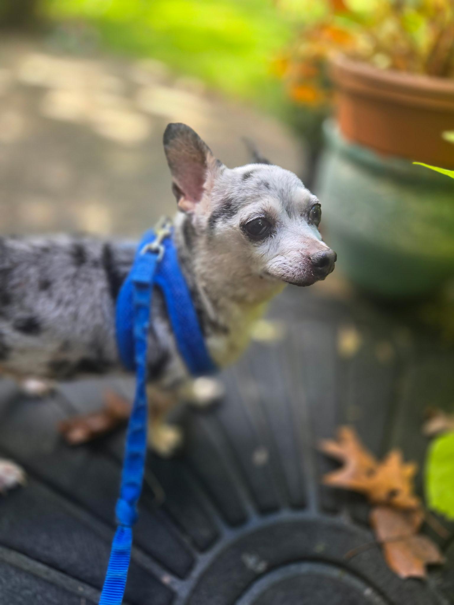 Enlarge Handsome Artie, a Adoptable mixed breed in Stamford, CT image 2/5