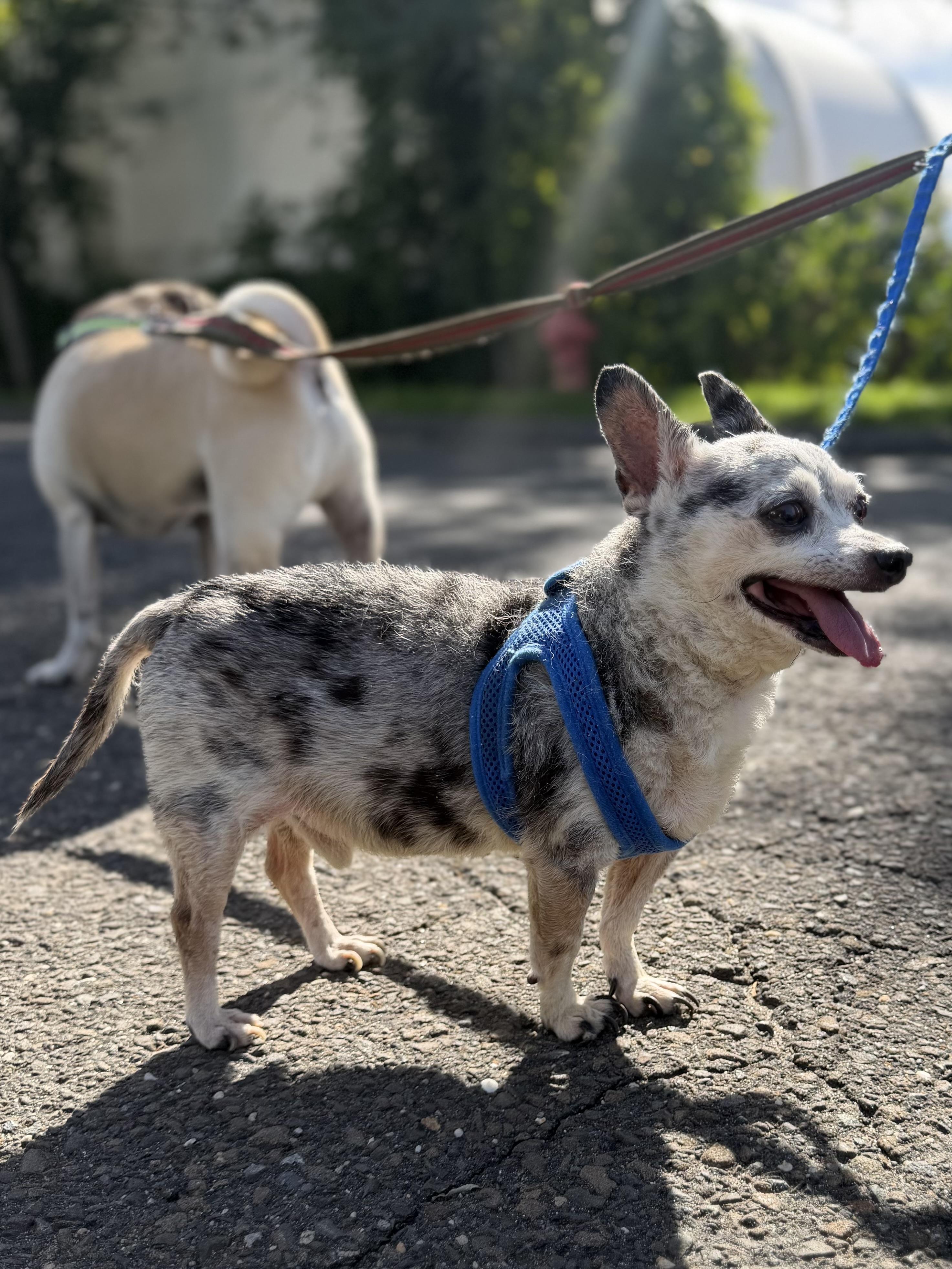 Enlarge Handsome Artie, a Adoptable mixed breed in Stamford, CT image 5/5