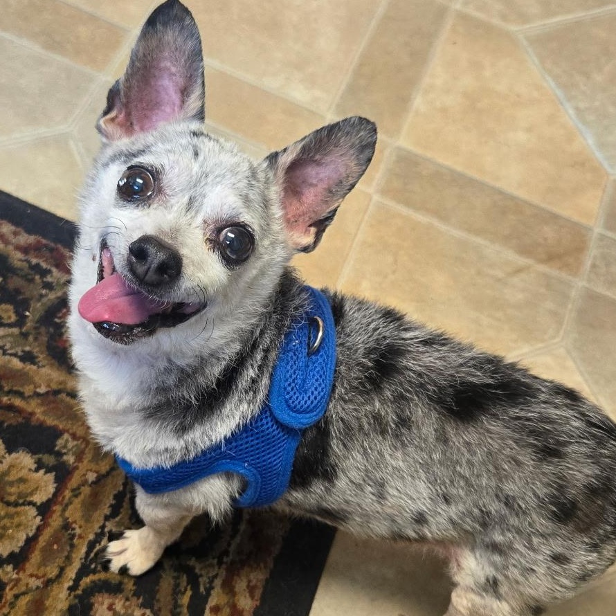 Enlarge Handsome Artie, a Adoptable mixed breed in Stamford, CT image 1/5
