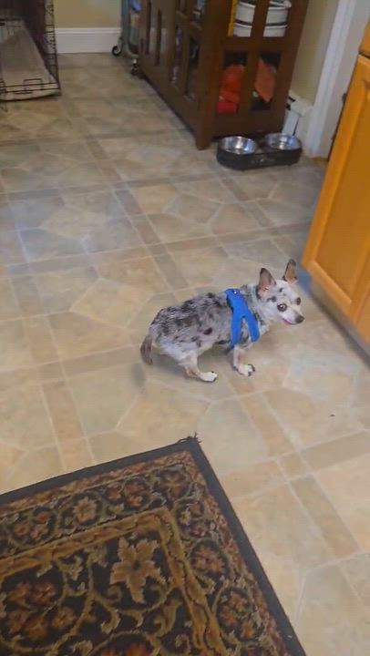 Enlarge Handsome Artie, a Adoptable mixed breed in Stamford, CT video 3/5