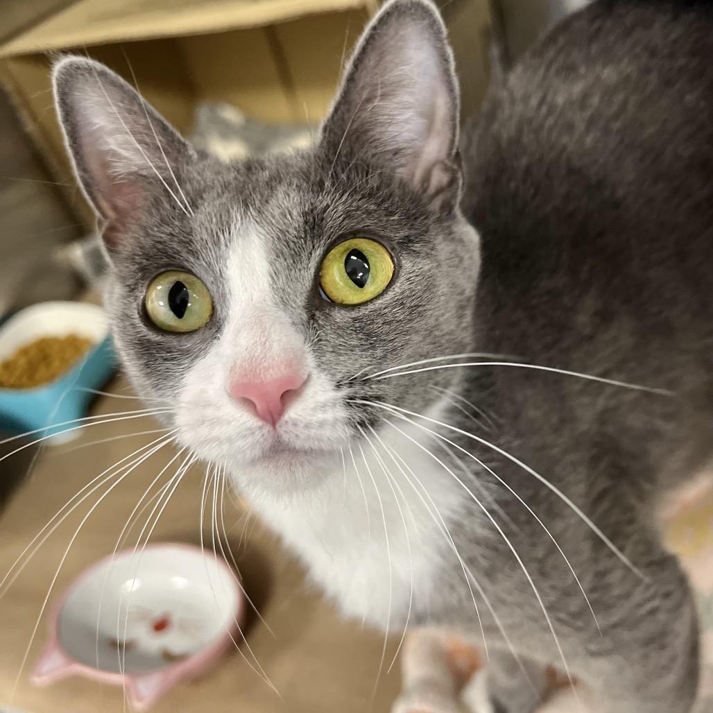 Enlarge Lady Jane, a Adoptable Domestic Short Hair in Wantagh, NY image 1/4