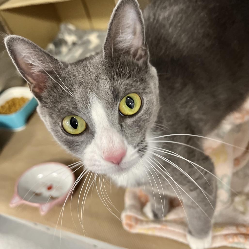 Enlarge Lady Jane, a Adoptable Domestic Short Hair in Wantagh, NY image 2/4