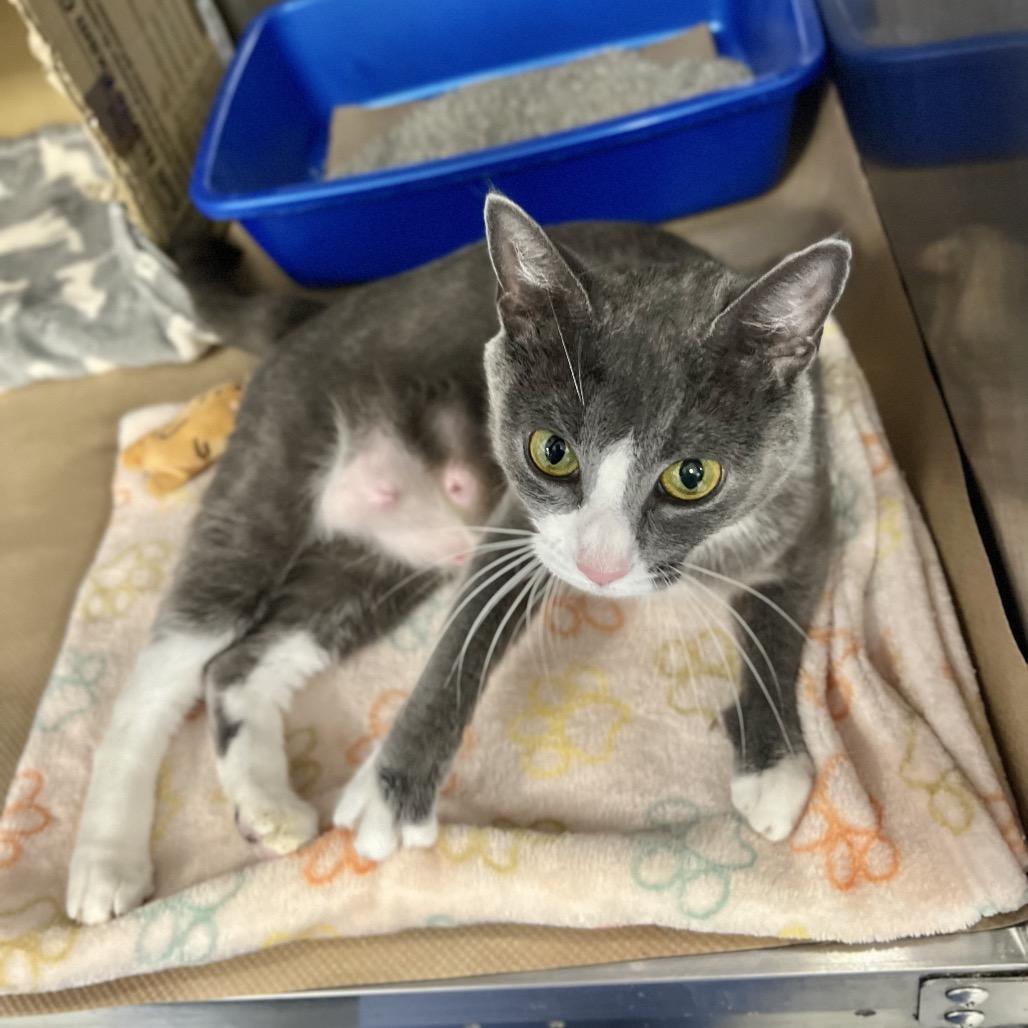 Enlarge Lady Jane, a Adoptable Domestic Short Hair in Wantagh, NY image 3/4