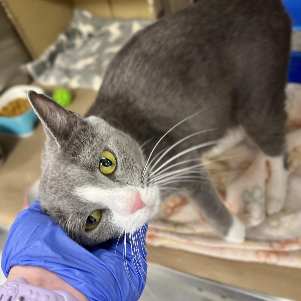 Enlarge Lady Jane, a Adoptable Domestic Short Hair in Wantagh, NY image 4/4