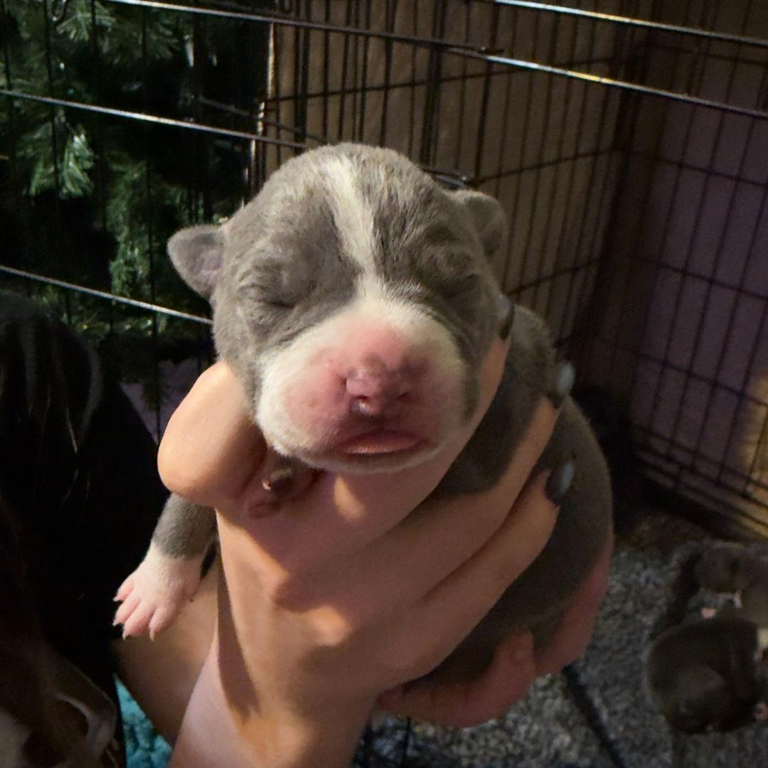 Enlarge Saphire, a Adopted mixed breed in Blairsville, GA image 1/2