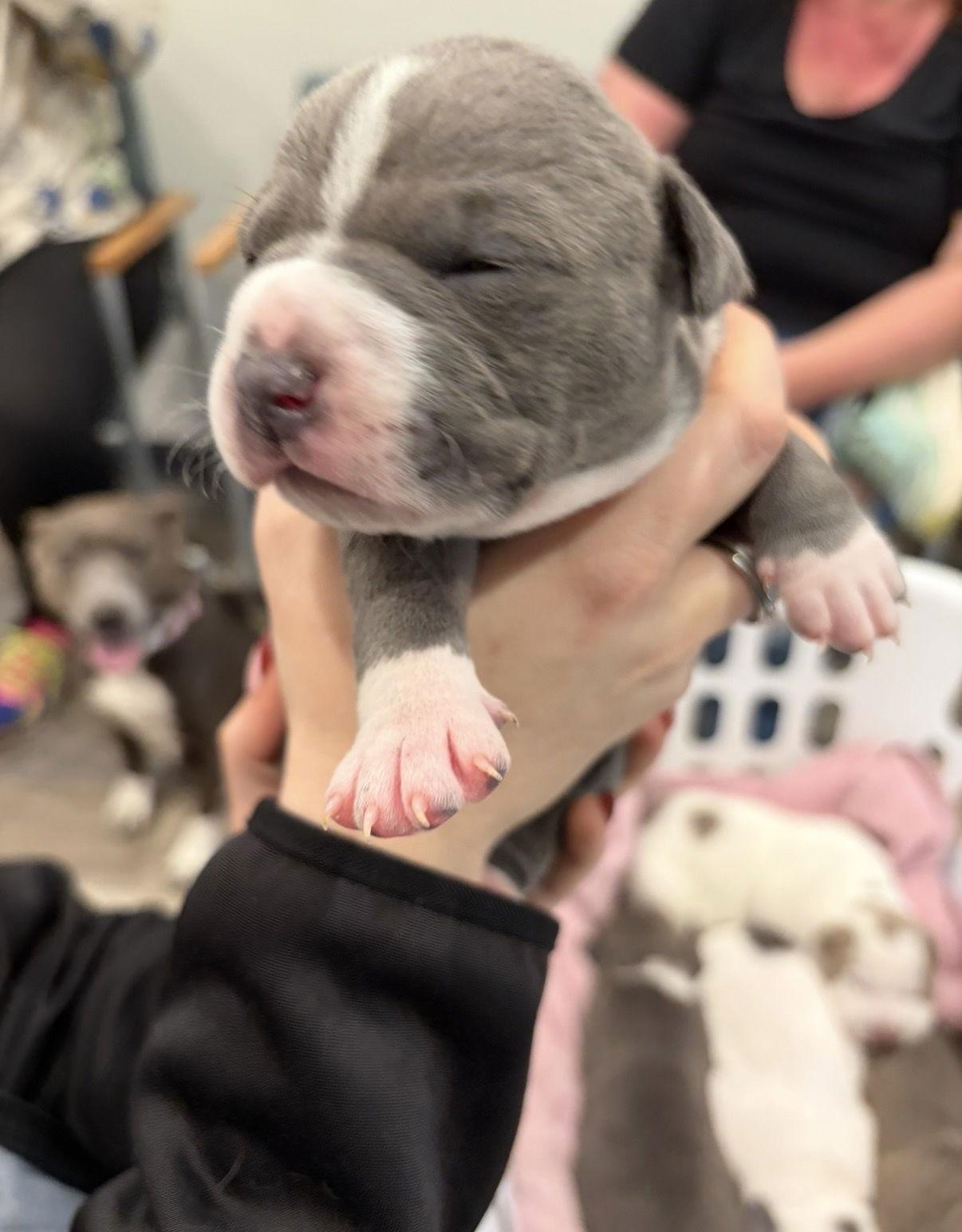 Enlarge Saphire, a Adopted mixed breed in Blairsville, GA image 2/2