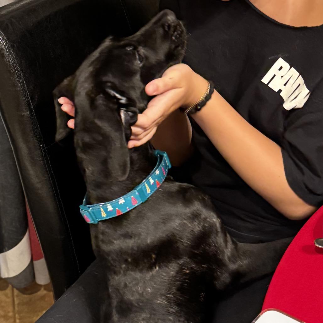 The Magnificent Seven Nyx