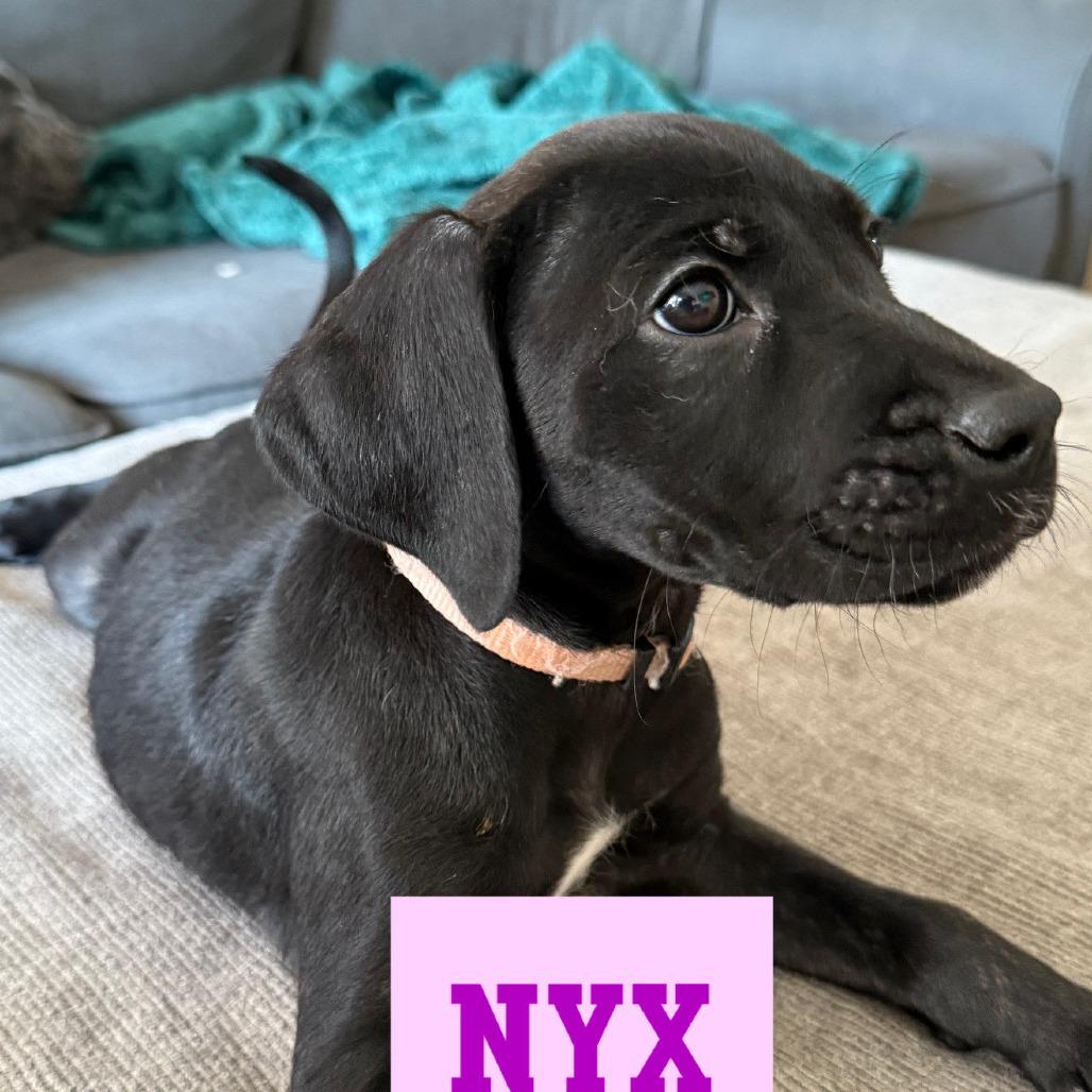 The Magnificent Seven Nyx thumbnail 3