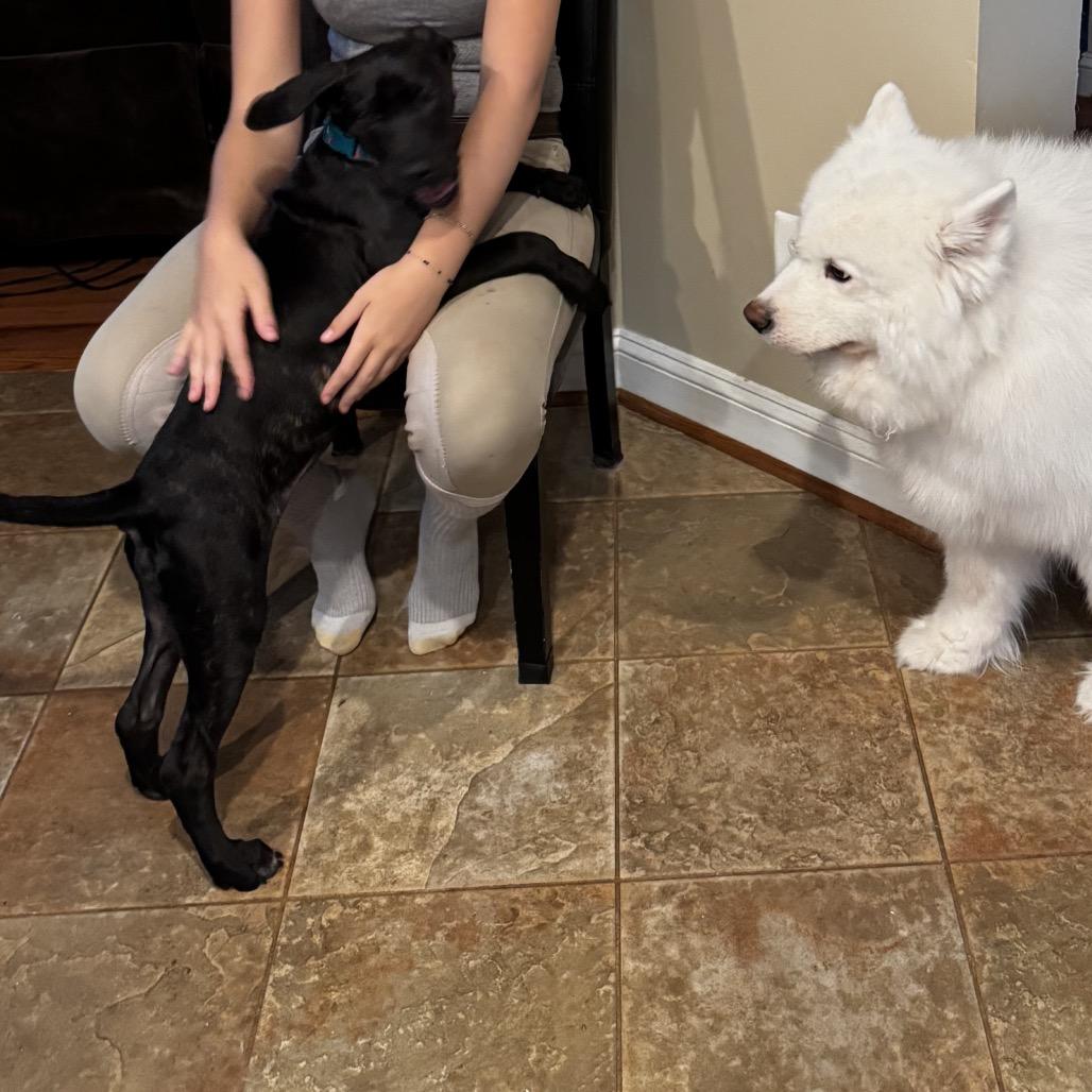 The Magnificent Seven Nyx thumbnail 4