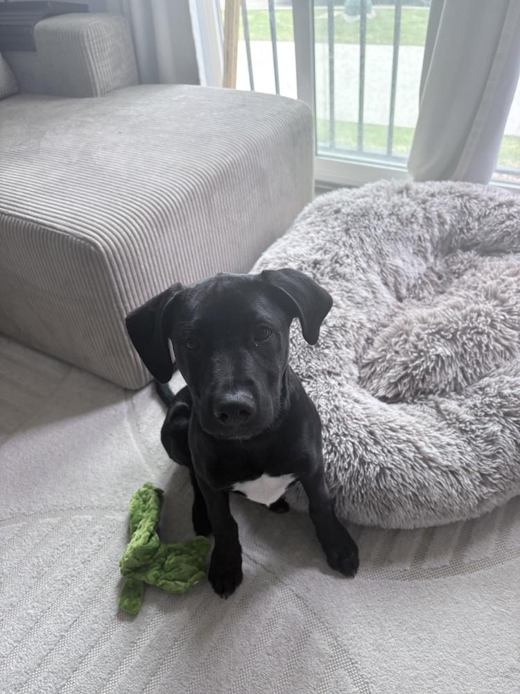 Cllaark / Sprout, Adoptable, Puppy Male Labrador Retriever & Mixed Breed.