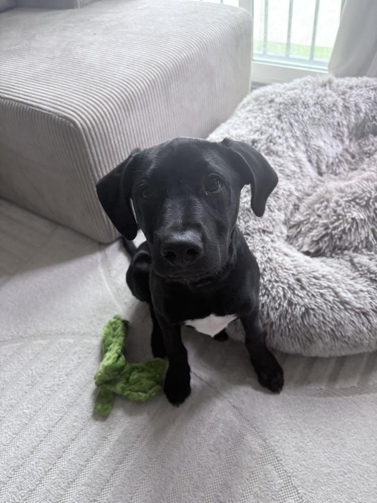Cllaark / Sprout, a Adoptable mixed breed in Broomfield, CO image 2/6