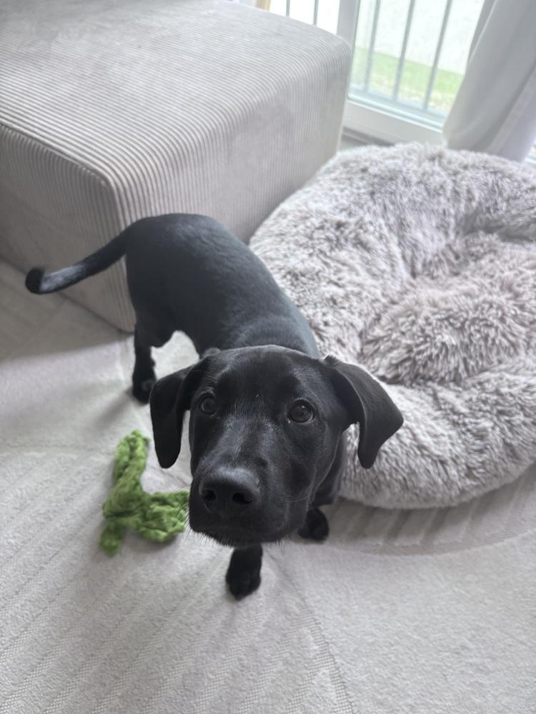 Cllaark / Sprout, a Adoptable mixed breed in Broomfield, CO image 3/6