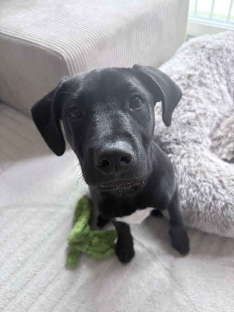 Cllaark / Sprout, a Adoptable mixed breed in Broomfield, CO image 6/6