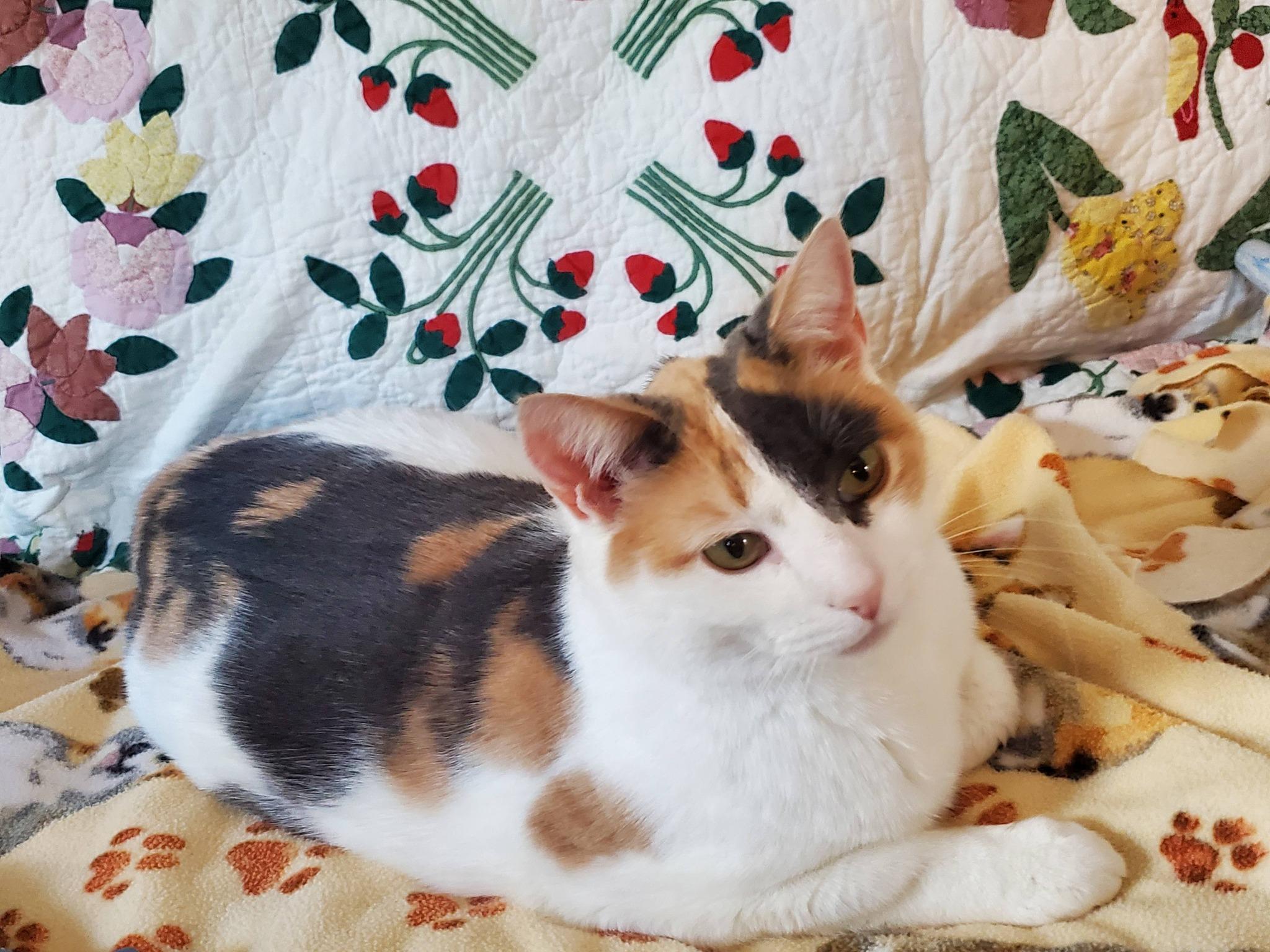 Meadow, Adoptable, Adult Female Calico.