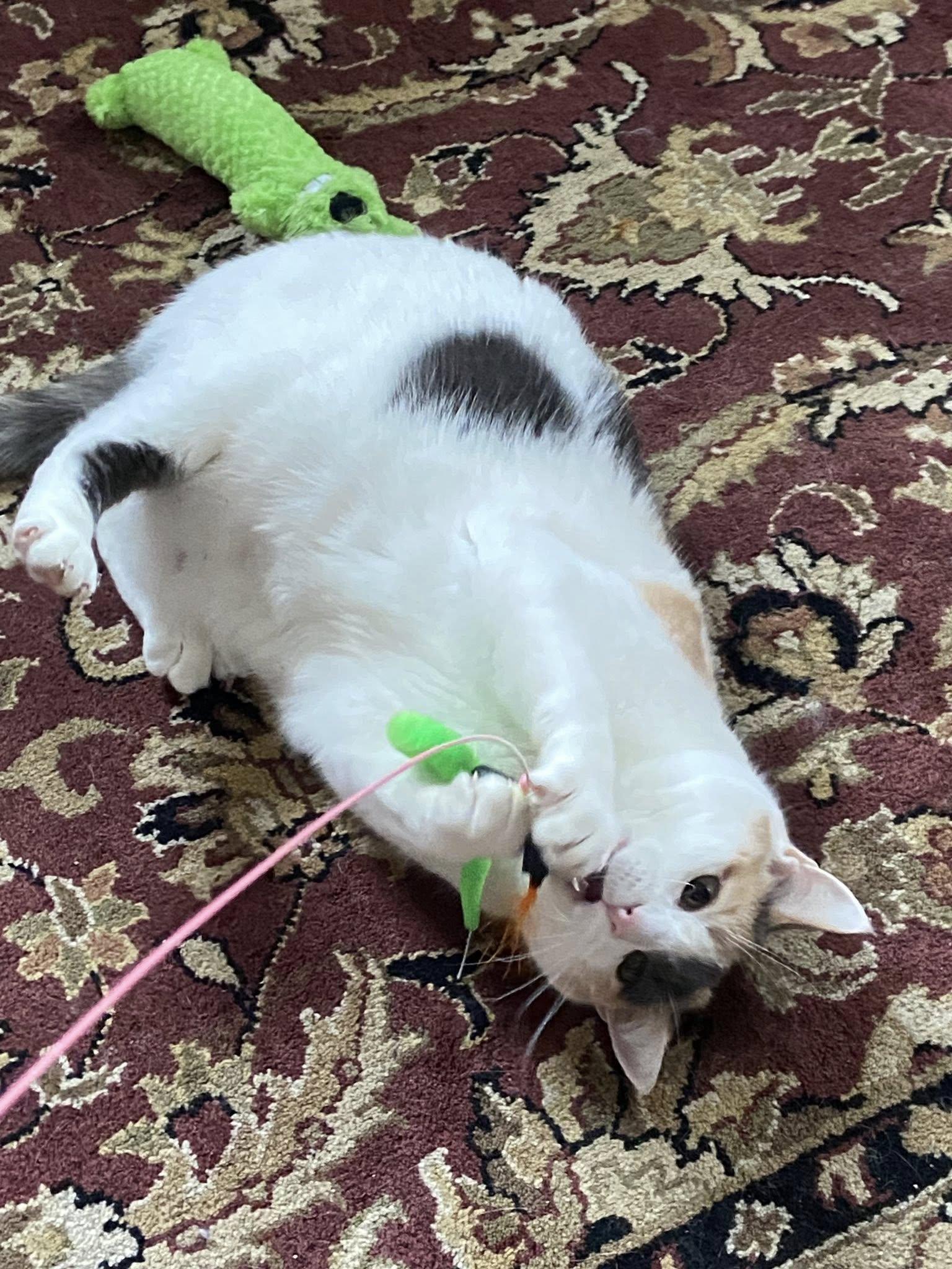 Enlarge Meadow, a Adoptable Calico in Bath, ME image 2/6