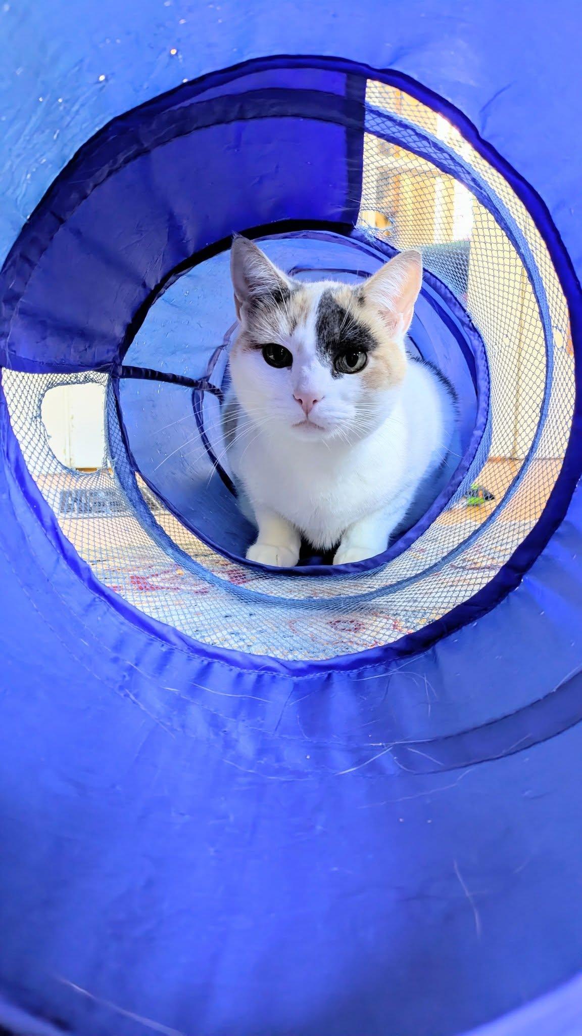 Meadow, a Adoptable Calico in Bath, ME image 3/5