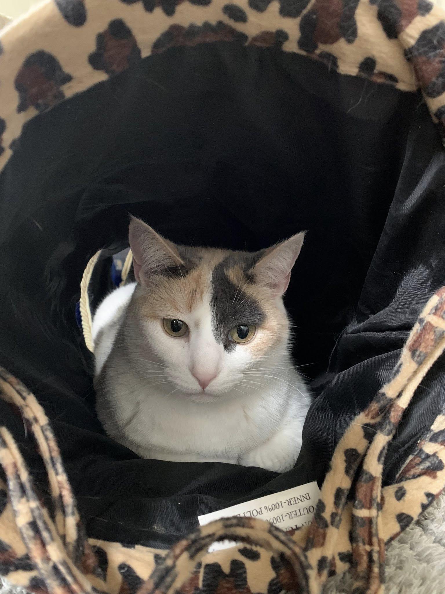 Enlarge Meadow, an adoptable Calico in Bath, ME image 2/6