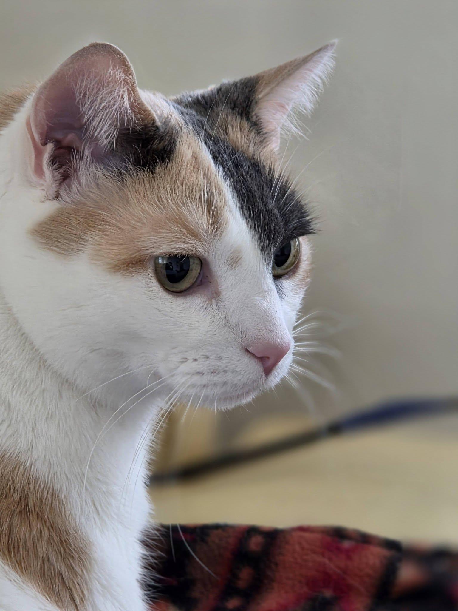 Enlarge Meadow, an adoptable Calico in Bath, ME image 6/6