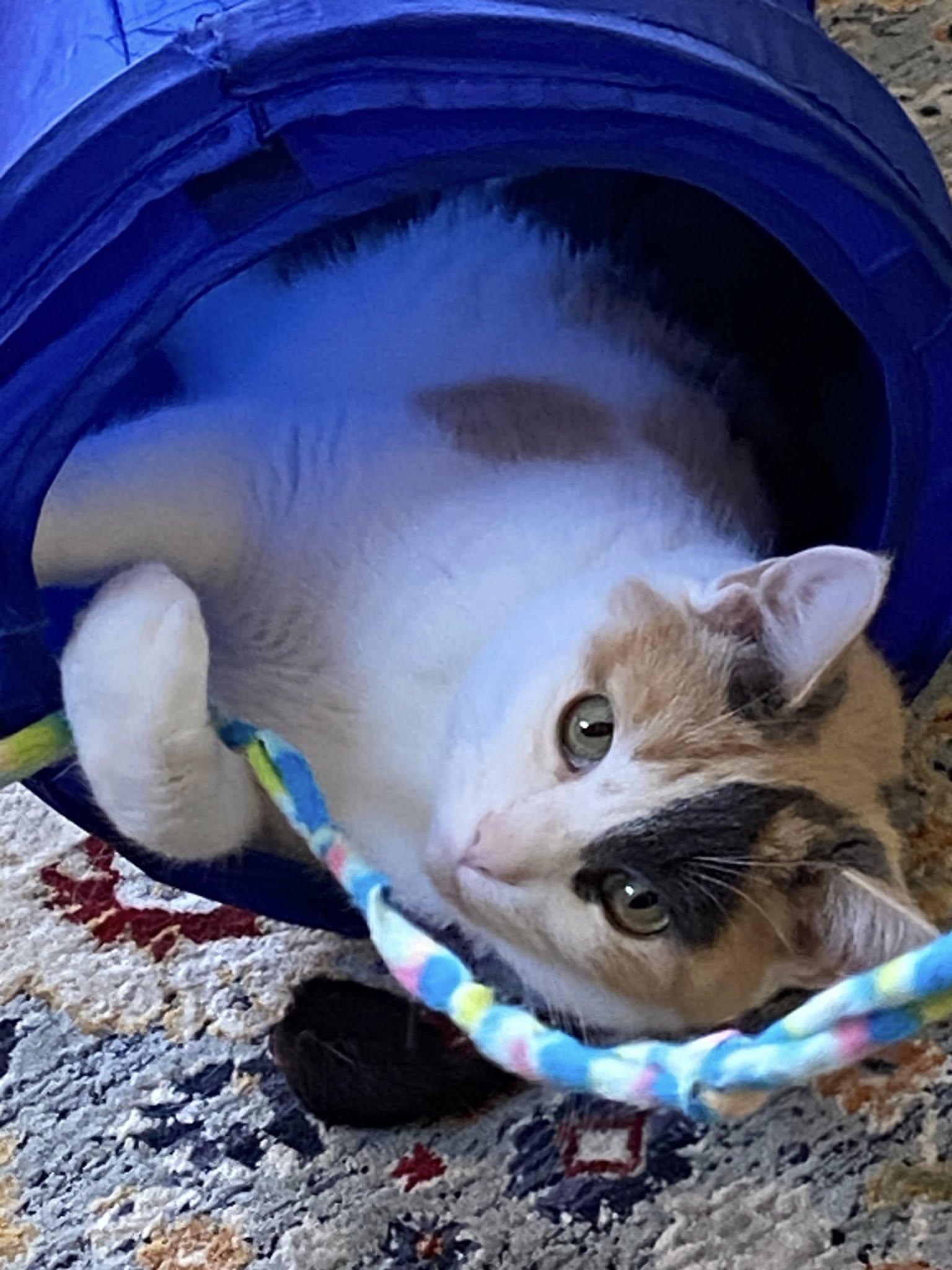 Meadow, Adoptable, Adult Female Calico.