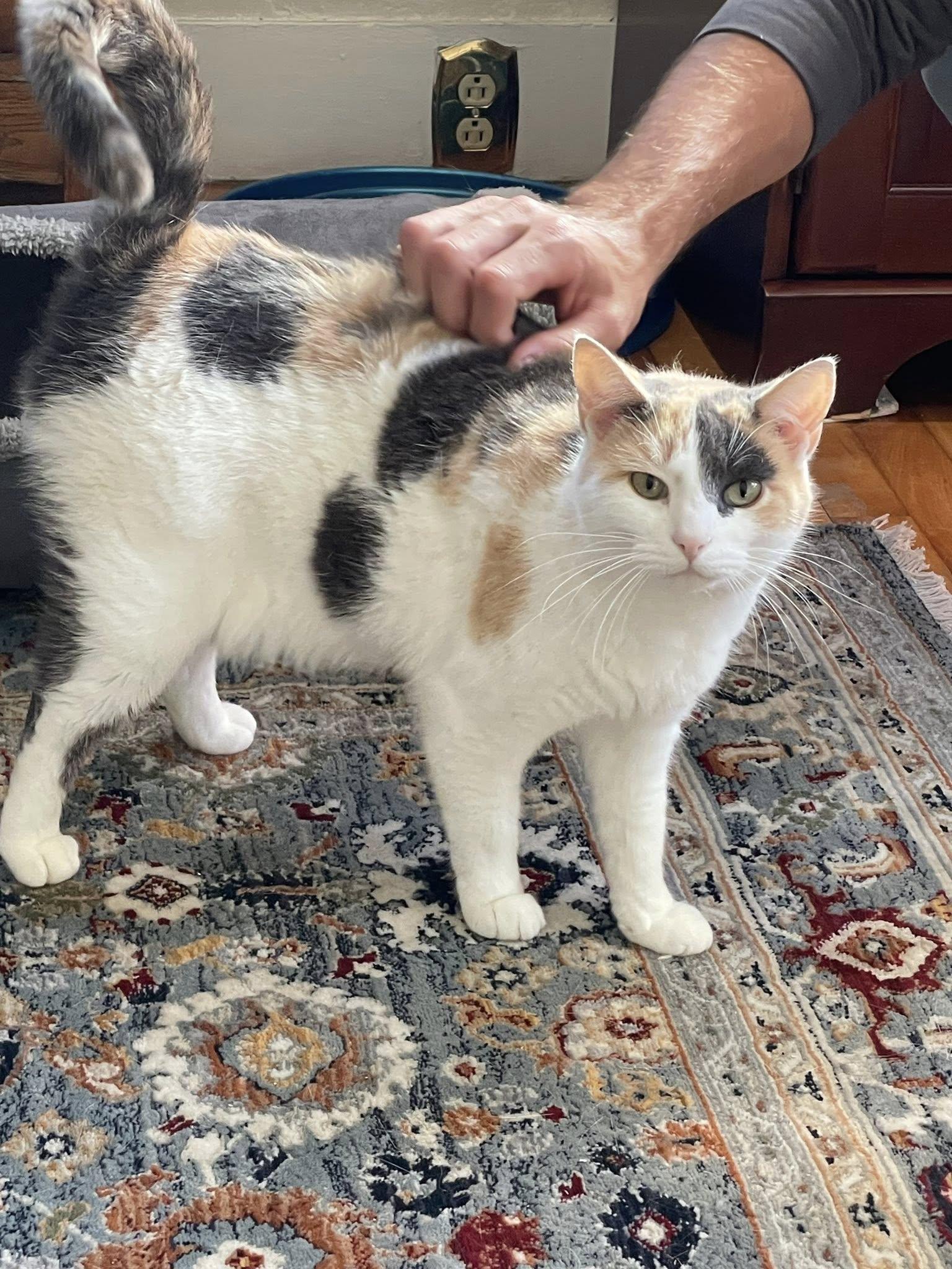 Meadow, a Adoptable Calico in Bath, ME image 5/5