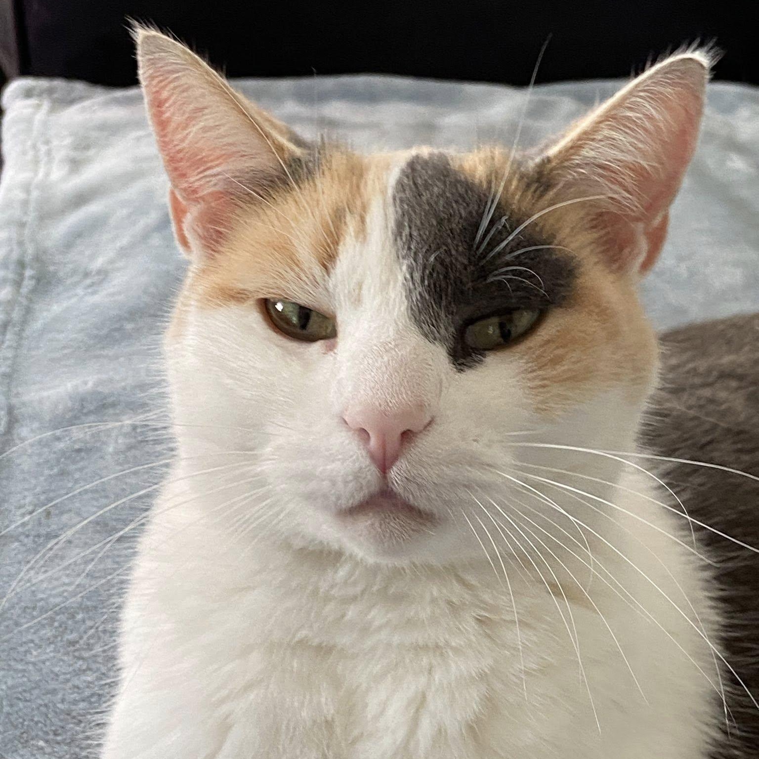 Meadow, a Adoptable Calico in Bath, ME image 2/5