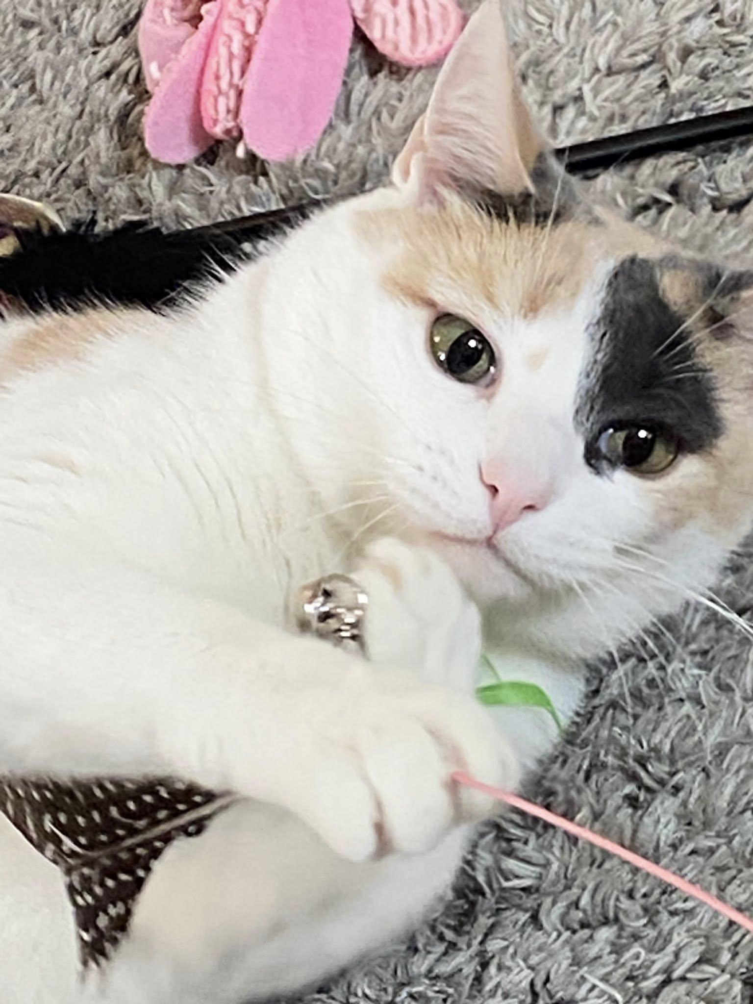 Enlarge Meadow, an adoptable Calico in Bath, ME image 1/6