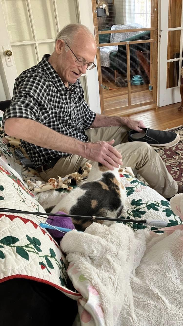 Enlarge Meadow, a Adoptable Calico in Bath, ME image 6/6