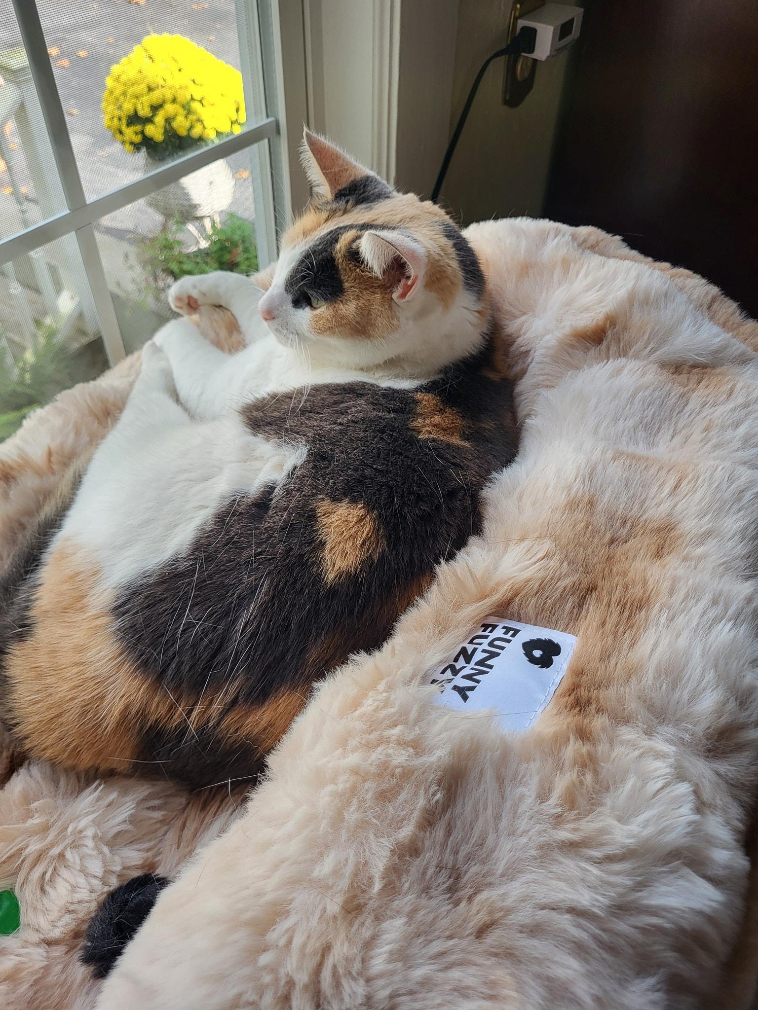 Meadow, a Adoptable Calico in Bath, ME image 4/5