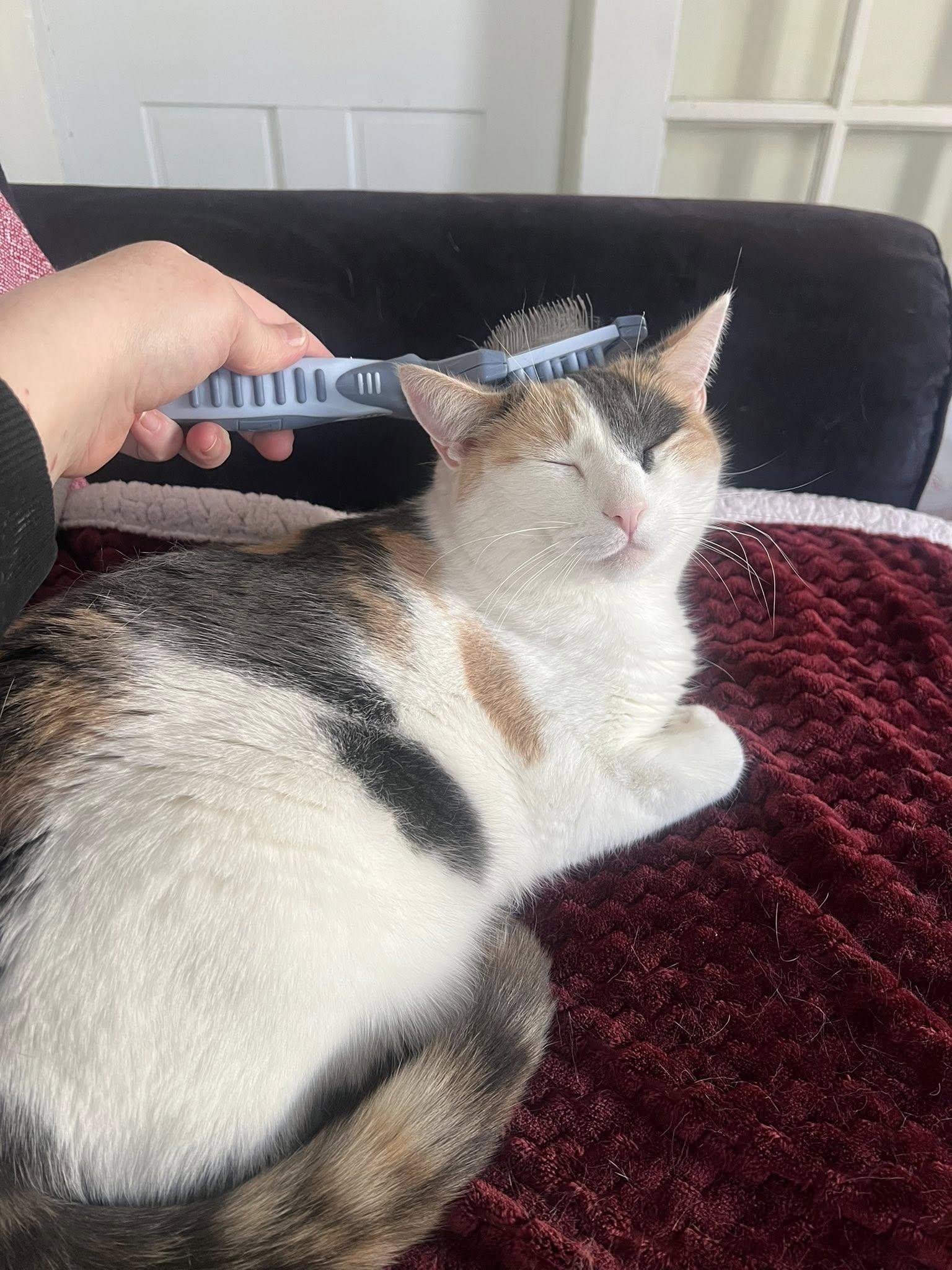 Enlarge Meadow, a Adoptable Calico in Bath, ME image 5/6