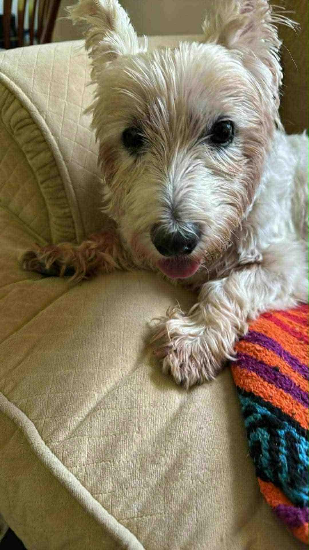 Phoebe