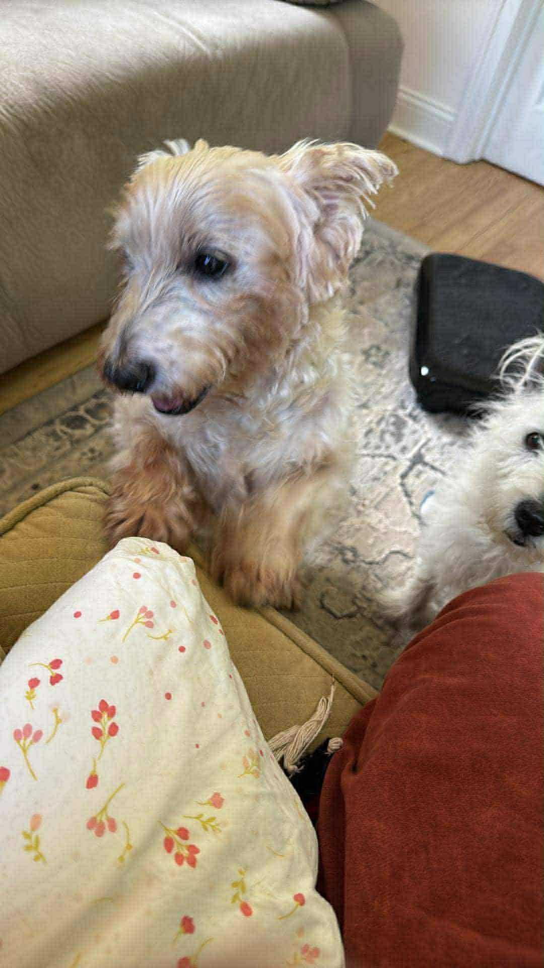 Phoebe