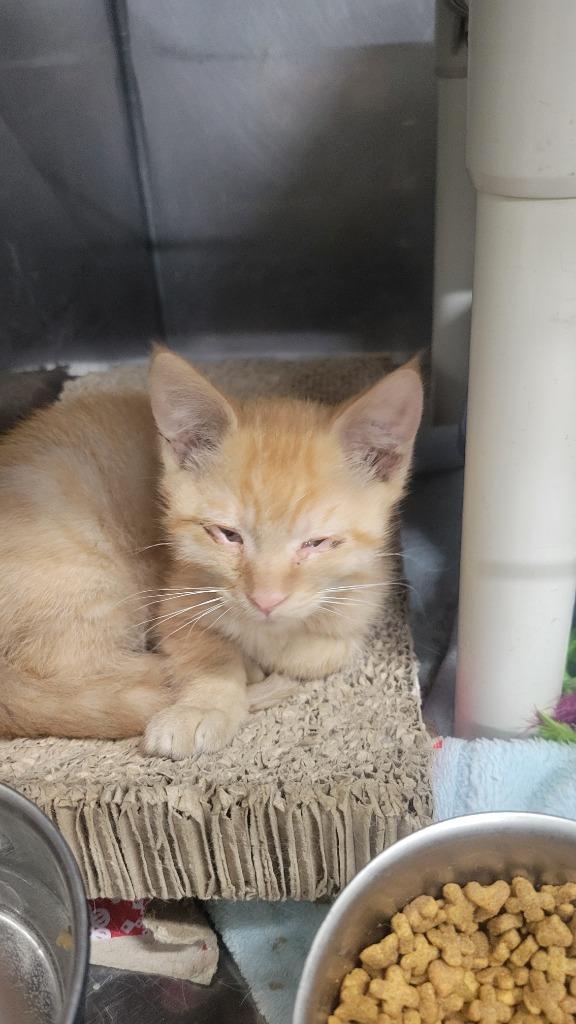 Enlarge Plato, a Adoptable mixed breed in Virginia, MN image 1/1