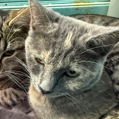 Donner, Adoptable, Kitten Female Domestic Short Hair.