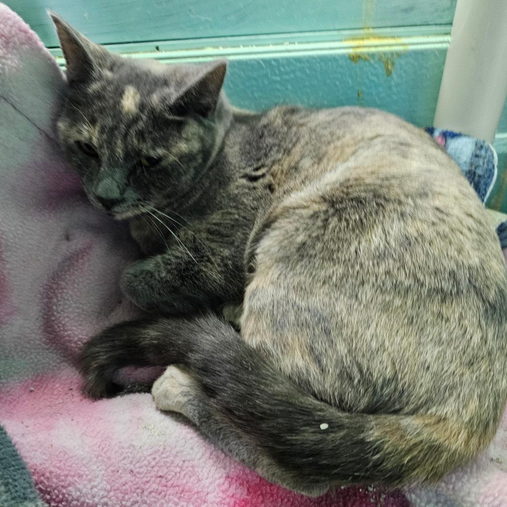 Donner, a Adoptable Domestic Short Hair in Victoria, BC image 2/3