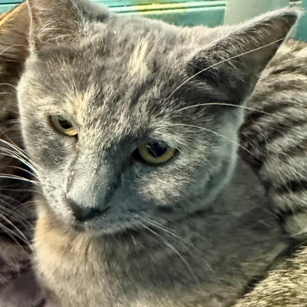 Donner, a Adoptable Domestic Short Hair in Victoria, BC image 3/3