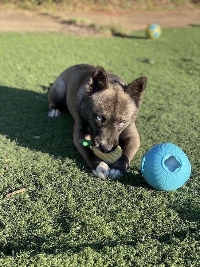 Eve, a Adoptable mixed breed in Jackson, MS image 2/6