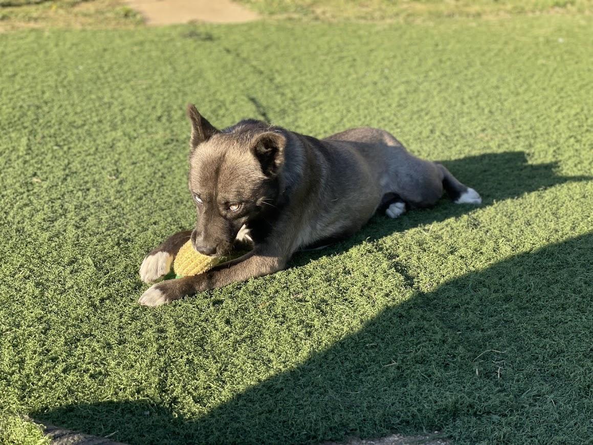 Eve, a Adoptable mixed breed in Jackson, MS image 4/6