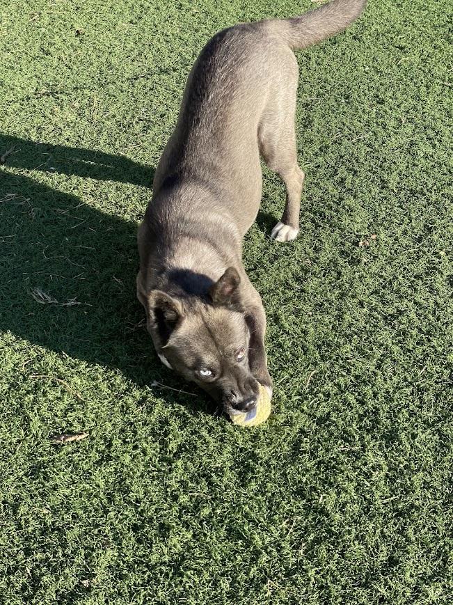 Eve, a Adoptable mixed breed in Jackson, MS image 5/6