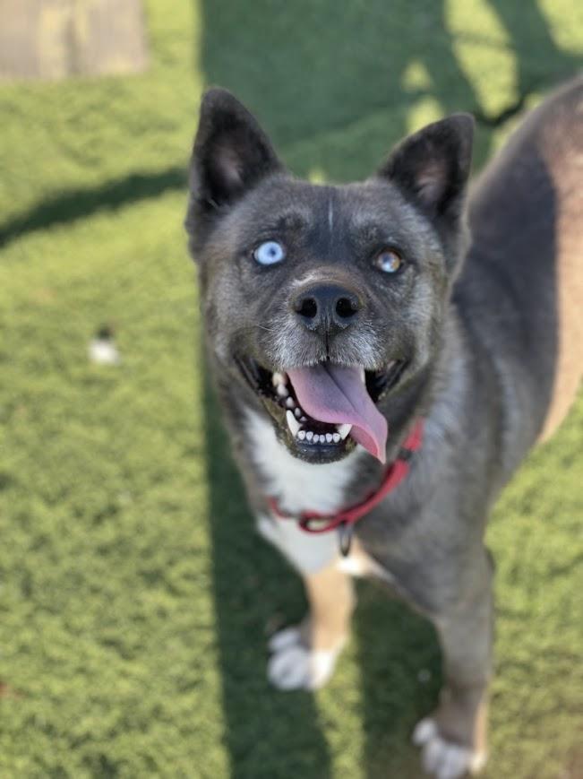 Eve, Adoptable, Adult Female Husky & Akita.