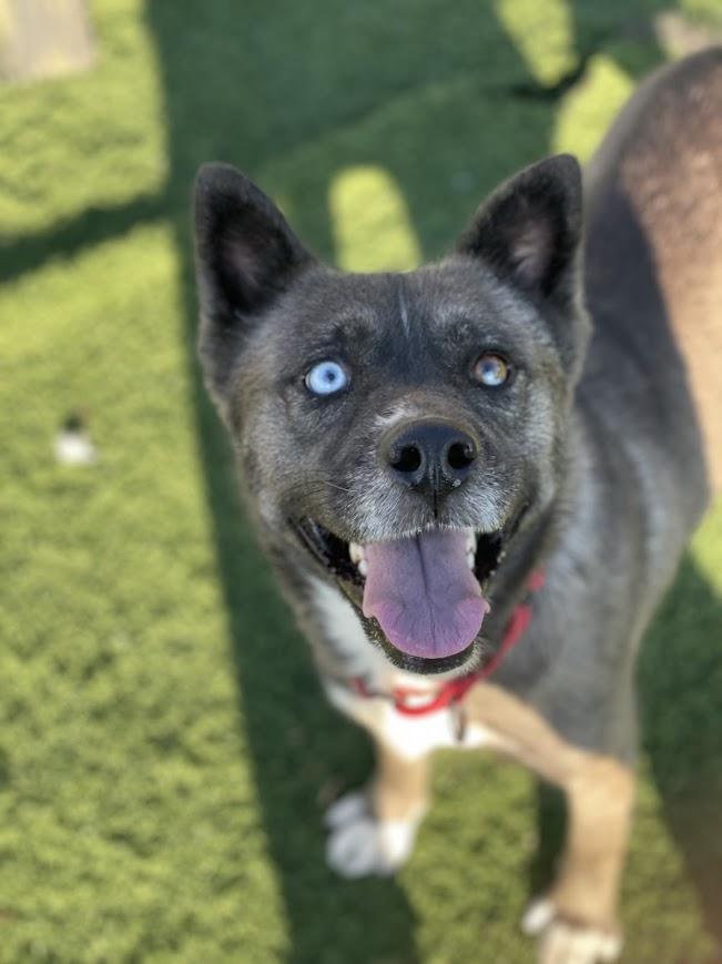 Eve, a Adoptable mixed breed in Jackson, MS image 3/6